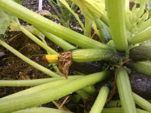 Calabacines que se vuelven amarillos Y pudriéndose Blossom End Rot