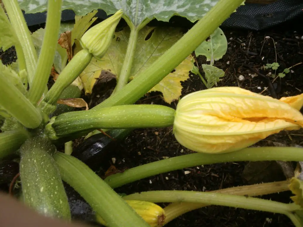 Vrouwelijke courgettebloemen