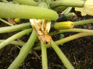 Warum werden meine Zucchini gelb?