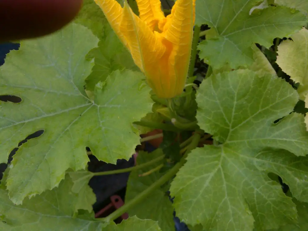 male zucchini flower