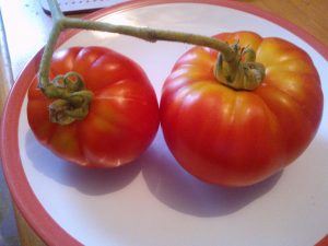 tomato varieties I grew this year-gigantomo