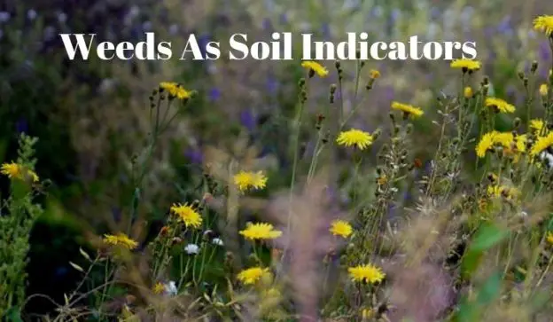 Weeds As Soil Indicators