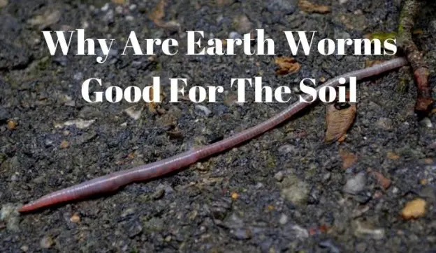Why Are Earth Worms Good For The Soil