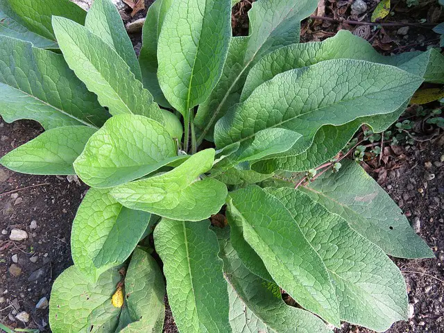 Meststof voor courgettes