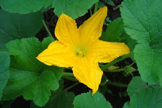 Flores de calabacín pero sin fruto