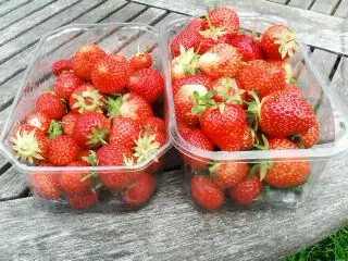 how to get more strawberries
