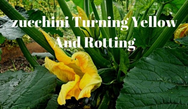 zucchini Turning Yellow And Rotting