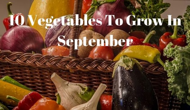10 Vegetables To Grow In September