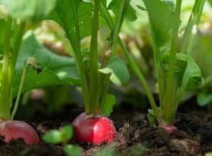 10 vegetables to grow in September-radishes
