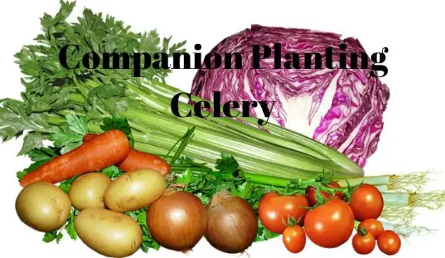 Companion Planting Celery