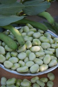 September sown broad beans