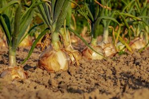 September sown onions