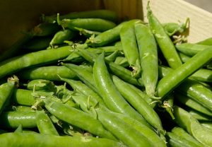 September sown peas