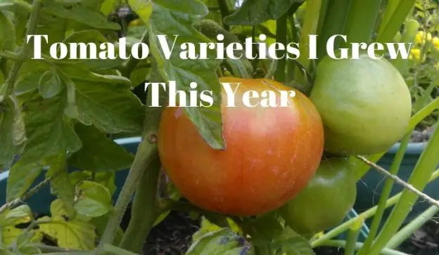 Tomato Varieties I Grew This Year