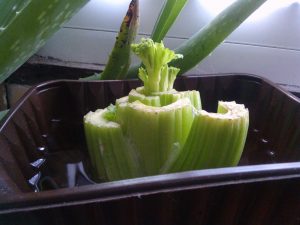 how to grow celery from scraps-shoots forming