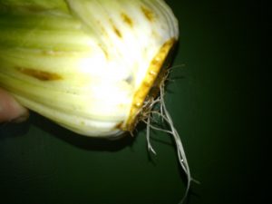 how to grow celery from scraps-roots forming