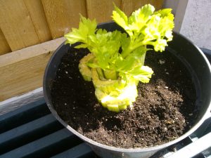 growing celery in containers