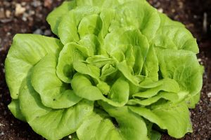 plants to grow in september