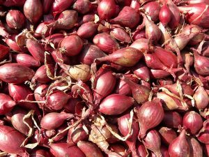 shallots to grow in September