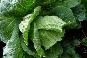 vegetables to grow in Autumn-spring cabbage