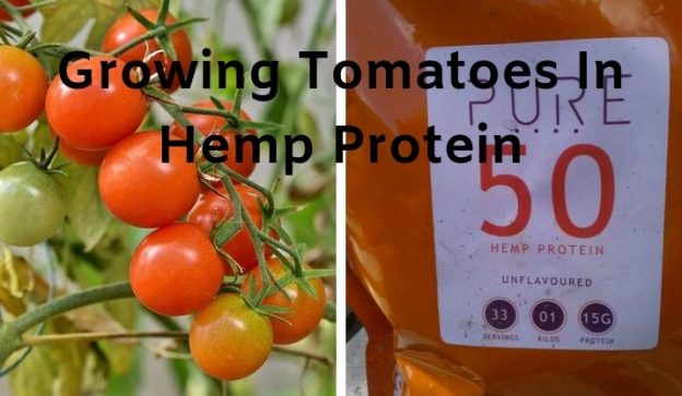 Growing Tomatoes In Hemp Protein