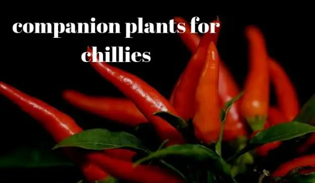 companion plants for chillies