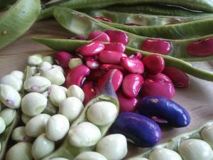 companion plants for chillies-legumes