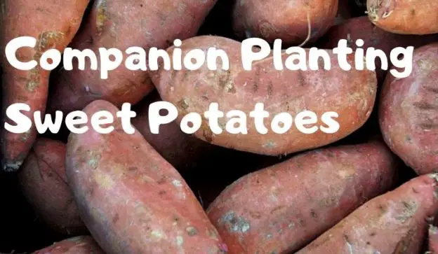 Companion Planting Sweet Potatoes