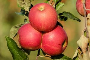 Apfelbäume und Porree