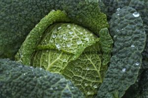 brassicas as companion plants for swiss chard