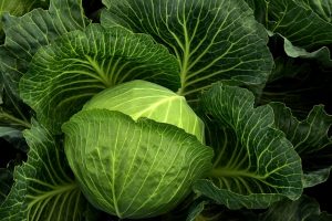 piantare i porri Cabbages and Leeks