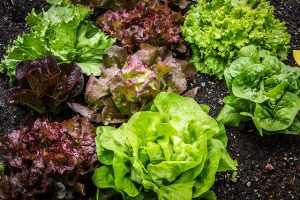 Pflanzen Sie Lauch zu Salat und Lauch
