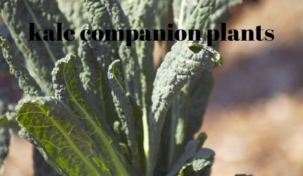 kale companion plants