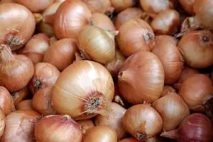 kale companion plants-onions