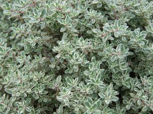 kale companion plants-thyme