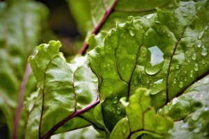 leaf beet and swiss chard companion plants