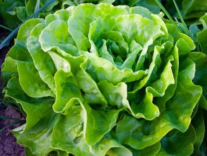lettuce makes a good companion plant for swiss chard