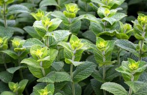 mint can be invasive