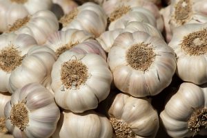 swiss chard companion plants-garlic