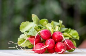 swiss chard companion plants-radishes