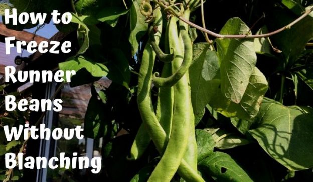 How to Freeze Runner Beans Without Blanching