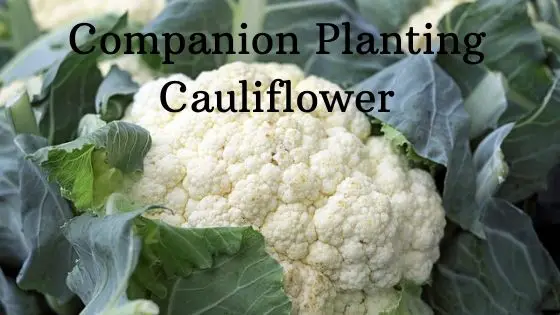Companion Planting Cauliflower