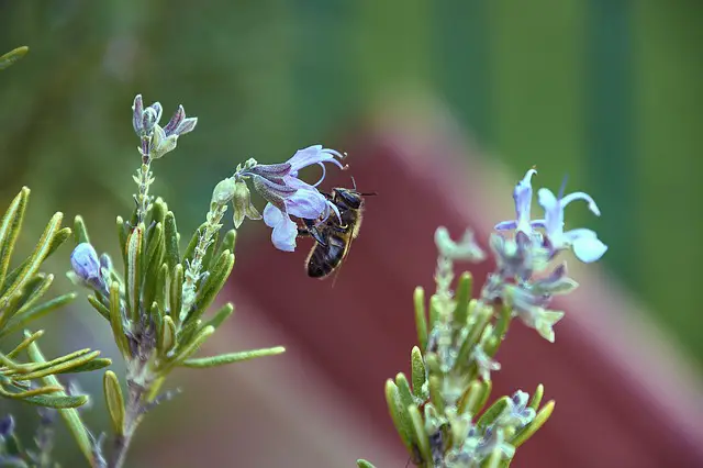 rosemary-and-cauliflower-companion-planting | Growing Guides