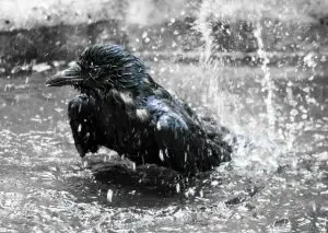 Birds Need Water