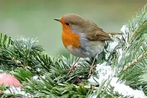 Birds you might find in a UK garden-robin