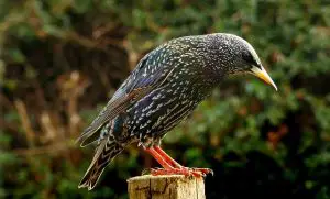 birds you might see in a UK garden-starling