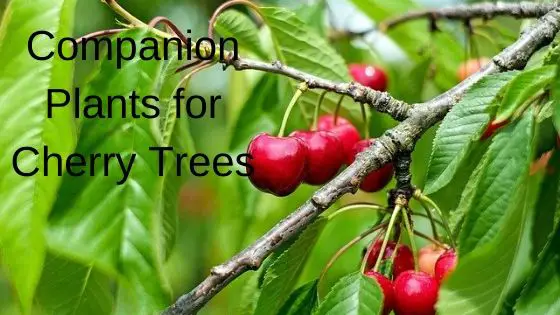 Companion Plants for Cherry Trees