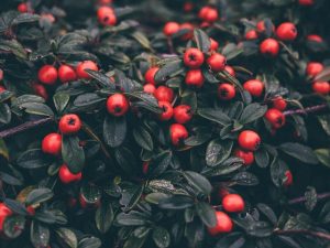 Cotoneaster berries are useful as bird food