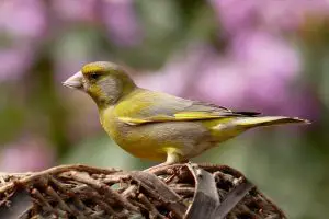 Greenfinches will come for food in the garden