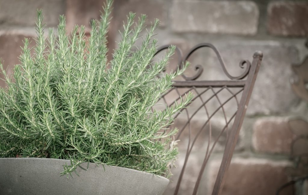 Grow rosemary in pots so they don't get over watered